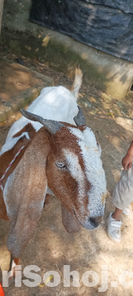 বিটল ছাগল